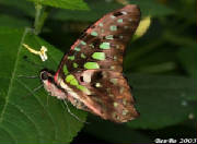 animeauxinsectes040.jpg